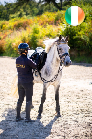 grey horse in a bridle standing in the arena with a rider standing on the ground