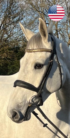 a grey sport horse with a black bridle, forest in the background