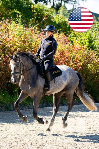 dark grey horse cantering in the arena with a rider on