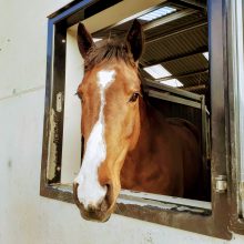 Exciting Young Horses