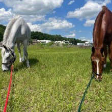 Ocala Horse Trials Florida