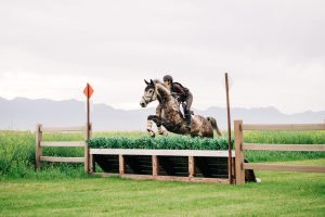 Irish Sport Horses in the United States