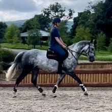 Welcoming Roma Back for Her ArdeoAir Saddle Fitting