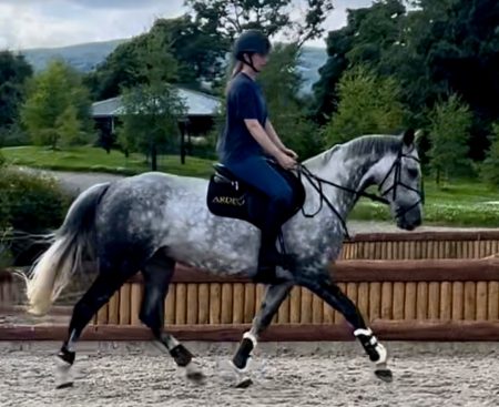 Welcoming Roma Back for Her ArdeoAir Saddle Fitting