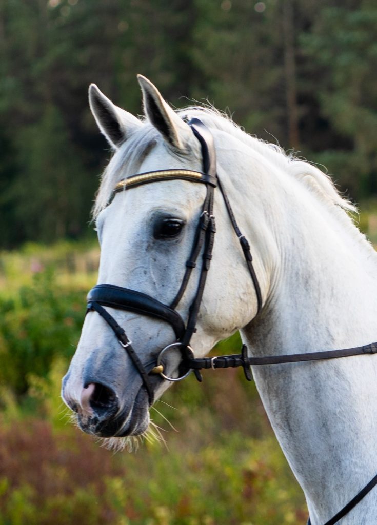 Fabulous ISH 17hh Grey Gelding